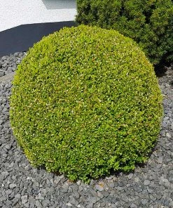 Brighter Blooms American Boxwood Shrub Shrubs & Hedges