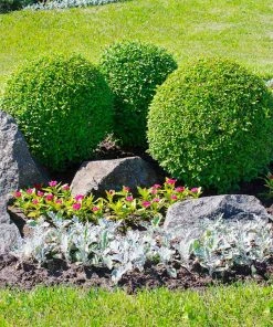 Brighter Blooms American Boxwood Shrub Shrubs & Hedges