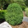 Brighter Blooms American Boxwood Shrub Shrubs & Hedges