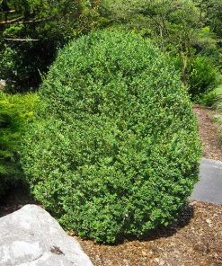 Brighter Blooms American Boxwood Shrub Shrubs & Hedges