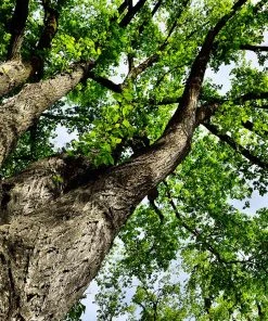Brighter Blooms Shade Trees American Elm Tree