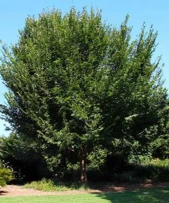 Brighter Blooms Shade Trees American Elm Tree