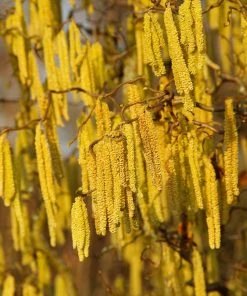 Brighter Blooms Nut Trees American Hazelnut Tree