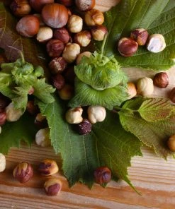 Brighter Blooms Nut Trees American Hazelnut Tree