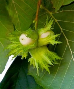 Brighter Blooms Nut Trees American Hazelnut Tree