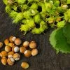 Brighter Blooms Nut Trees American Hazelnut Tree