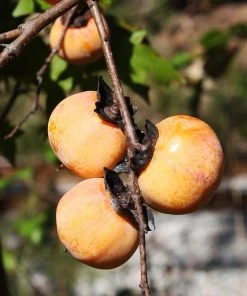 Brighter Blooms American Persimmon Tree
