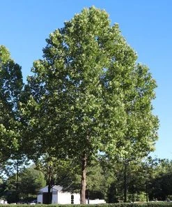 Brighter Blooms American Sycamore Tree