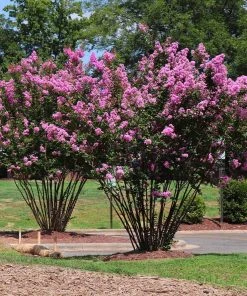 Brighter Blooms Amethyst King™ Emerald Empire® Crape Myrtle Tree
