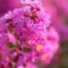 Brighter Blooms Amethyst King™ Emerald Empire® Crape Myrtle Tree