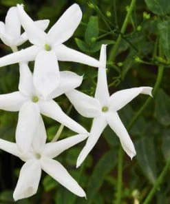 Brighter Blooms Angel Wing Jasmine Shrub
