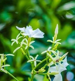 Brighter Blooms Angel Wing Jasmine Shrub