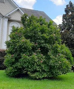 Brighter Blooms Ann Magnolia Tree Arborvitae Trees