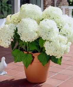 Brighter Blooms Annabelle Hydrangea Shrub (amz)