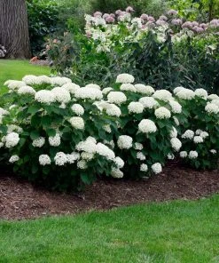 Brighter Blooms Shrubs & Hedges Annabelle Hydrangea Shrub