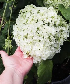 Brighter Blooms Shrubs & Hedges Annabelle Hydrangea Shrub