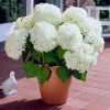 Brighter Blooms Shrubs & Hedges Annabelle Hydrangea Shrub
