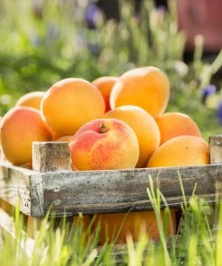 Brighter Blooms Blenheim Apricot Tree SHOP ALL 7 Brighter Blooms Blenheim Apricot Tree SHOP ALL