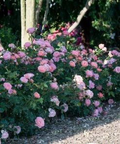 Brighter Blooms Shrubs & Hedges Apricot Drift® Rose