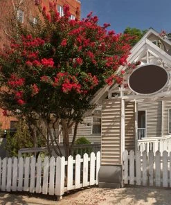 Brighter Blooms Arapaho Crape Myrtle Tree
