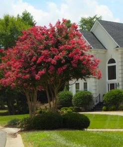 Brighter Blooms Arapaho Crape Myrtle Tree