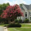 Brighter Blooms Arapaho Crape Myrtle Tree