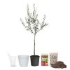 Brighter Blooms Arbequina Olive Starter Kit Olive Trees