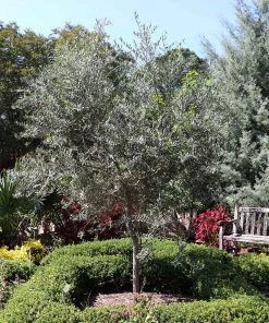 Brighter Blooms Fruit Trees Arbequina Olive Tree