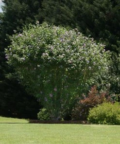 Brighter Blooms Ardens Rose Of Sharon Althea Shrub