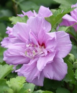 Brighter Blooms Ardens Rose Of Sharon Althea Shrub