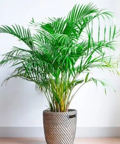 Brighter Blooms Palm Trees Areca Palm Tree