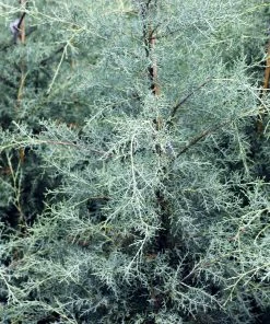 Brighter Blooms Evergreen & Privacy Drought-Tolerant Evergreen Tree