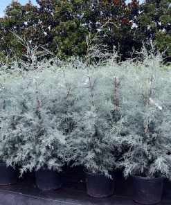 Brighter Blooms Evergreen & Privacy Drought-Tolerant Evergreen Tree