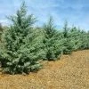 Brighter Blooms Evergreen & Privacy Drought-Tolerant Evergreen Tree