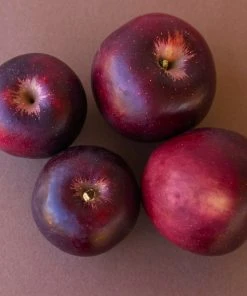 Brighter Blooms Apples Trees Arkansas Black Apple Tree