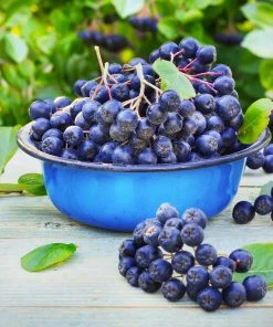 Brighter Blooms Viking Aronia Chokeberry Tree 11 Brighter Blooms Viking Aronia Chokeberry Tree