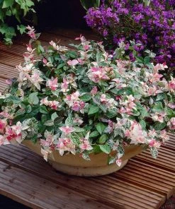 Brighter Blooms Snow-N-Summer™ Asiatic Jasmine Shrub