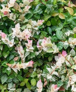 Brighter Blooms Snow-N-Summer™ Asiatic Jasmine Shrub