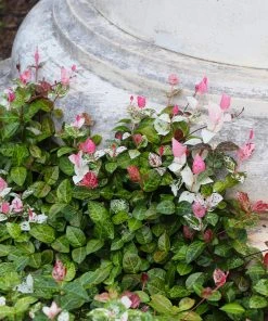 Brighter Blooms Snow-N-Summer™ Asiatic Jasmine Shrub