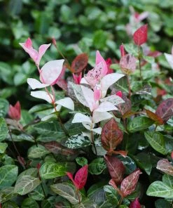 Brighter Blooms Snow-N-Summer™ Asiatic Jasmine Shrub