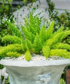 Brighter Blooms Myers Asparagus Fern Plant