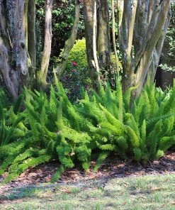 Brighter Blooms Myers Asparagus Fern Plant