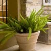 Brighter Blooms Myers Asparagus Fern Plant