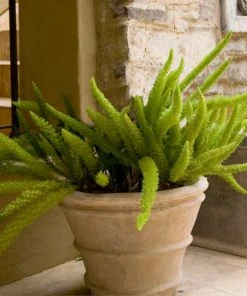 Brighter Blooms Myers Asparagus Fern Plant