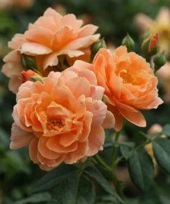 Brighter Blooms At Last® Rose