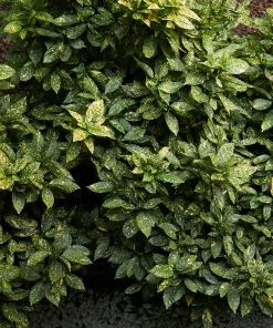 Brighter Blooms Japanese Gold Dust Aucuba Shrub Shade Trees