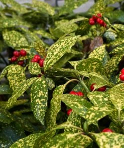 Brighter Blooms Japanese Gold Dust Aucuba Shrub Shade Trees