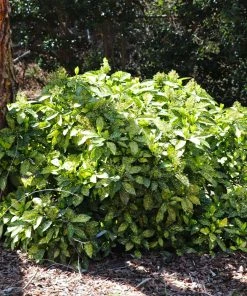 Brighter Blooms Japanese Gold Dust Aucuba Shrub Shade Trees