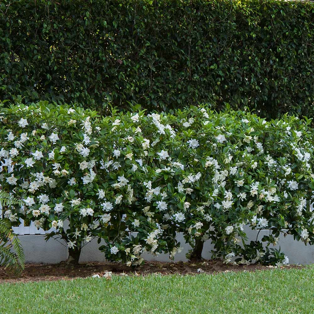 Brighter Blooms Shrubs & Hedges August Beauty Gardenia Shrub 3 Brighter Blooms Shrubs & Hedges August Beauty Gardenia Shrub