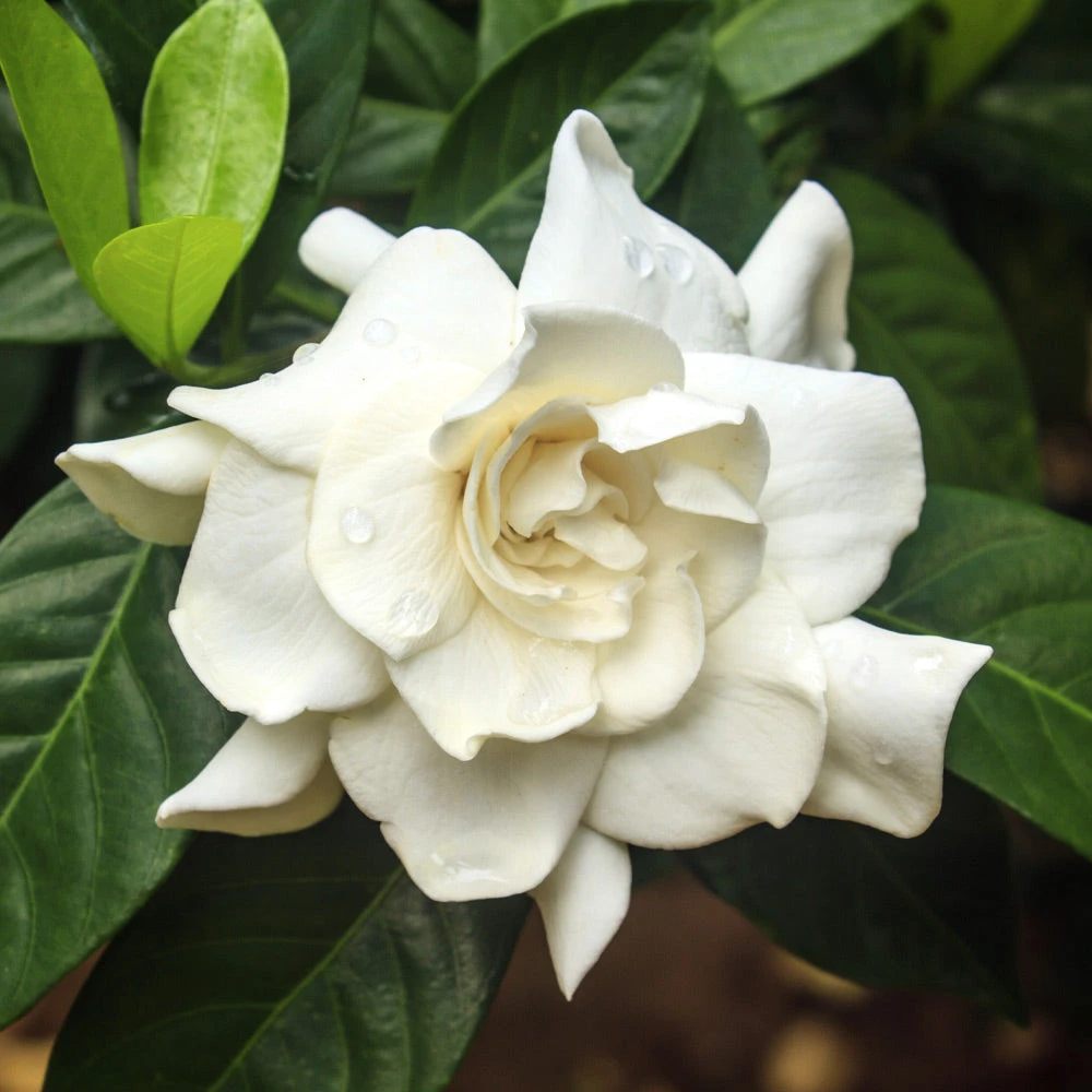 Brighter Blooms Shrubs & Hedges August Beauty Gardenia Shrub 2 Brighter Blooms Shrubs & Hedges August Beauty Gardenia Shrub